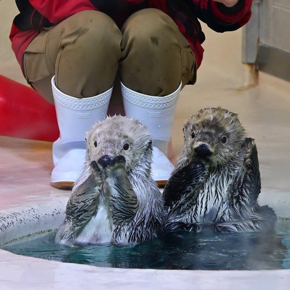 vanity_temple's tweet photo. 日本の水族館で見られるラッコはこの2頭だけ
鳥羽水族館のメイとキラ https://t.co/xR1YjHtJEe