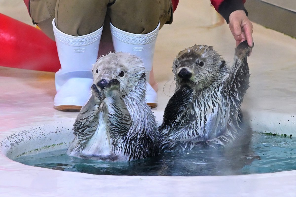 vanity_temple's tweet photo. 日本の水族館で見られるラッコはこの2頭だけ
鳥羽水族館のメイとキラ https://t.co/xR1YjHtJEe