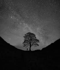 roux_isabelle's tweet photo. "J'aime la nuit, j'ai les idées plus claires dans le noir."
(Serge Gainsbourg) https://t.co/N4eFryI7I8