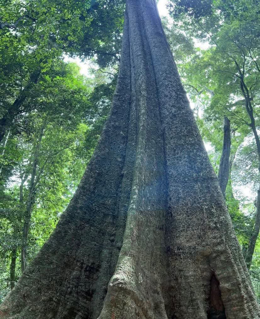 chartersights's tweet photo. Chirinda Forest 📍🌲Chipinge, Zimbabwe https://t.co/jAERGe5Sdp