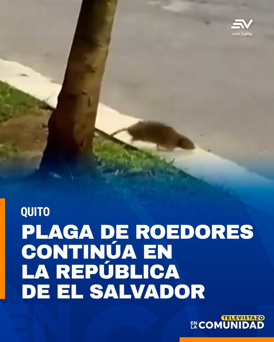 Berbenado1's tweet photo. @marcelramirezrh @SweetandCoffee Esto mejor publica ridículo .. tiras la de pulcro y hasta ratón debes tener en tu casa https://t.co/U3GK71W8ib