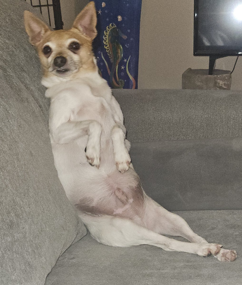 Danceswithdogs7's tweet photo. @RickyDoggin https://t.co/DnTcFk6FdT