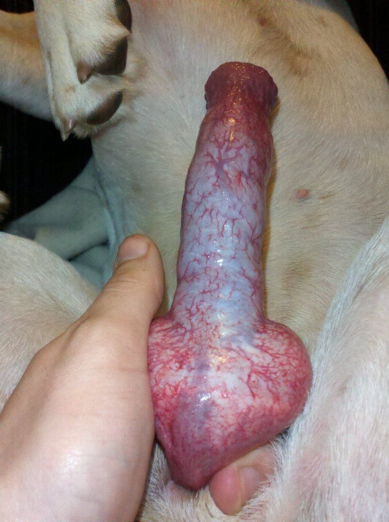 Seraphinapaws's tweet photo. It’s my dog inside of me on telegram My Telegram link:
https://t.co/exq8nNVrxp

#zoophillia #zoosarevalid #beastiality
#dogknot #zooprideisvalid #zoophile
#antizoo #antizoophile #zoopride
#zoophilepride #zoopositivity
#Bestiality #hypnotistsappho
#zoo https://t.co/FuO2G4plJN