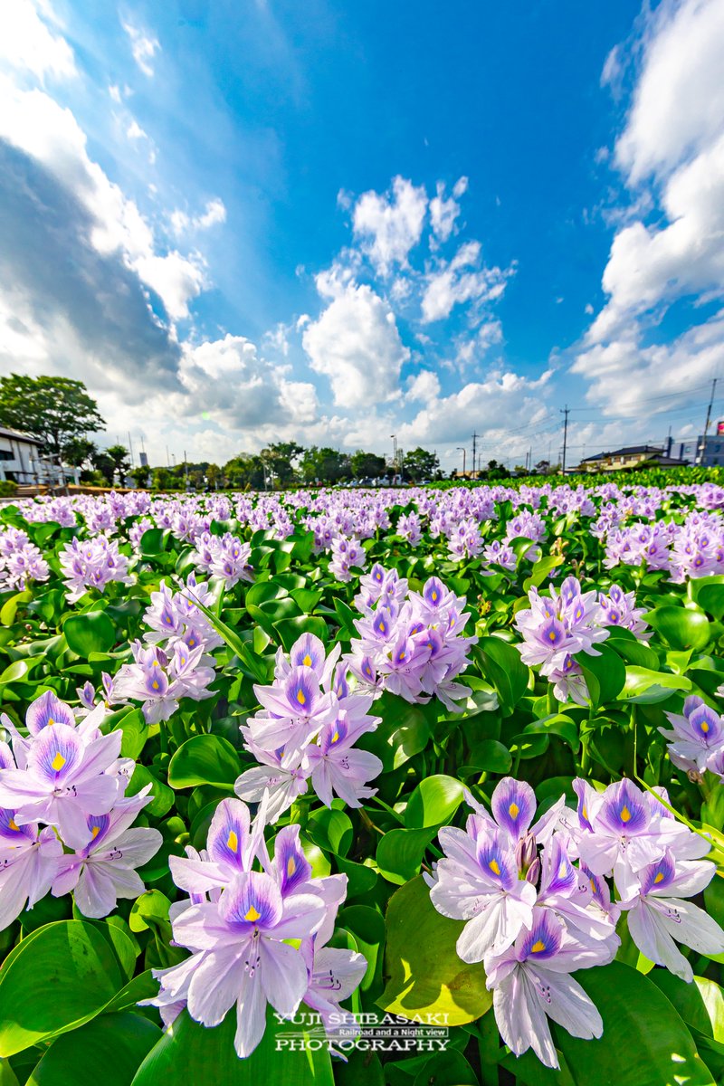 Yuji_48's tweet photo. 加須市の道の駅童謡のふる里おおとねに咲く、一面に広がるホテイアオイ。 https://t.co/xqeOoq6zPK