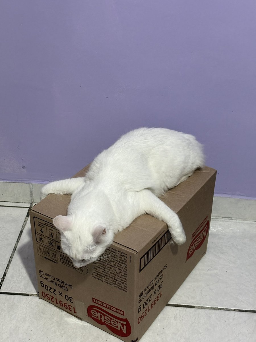 yellowjjackets's tweet photo. aparentemente é coisa de gato branco https://t.co/zr6fWXQqEf