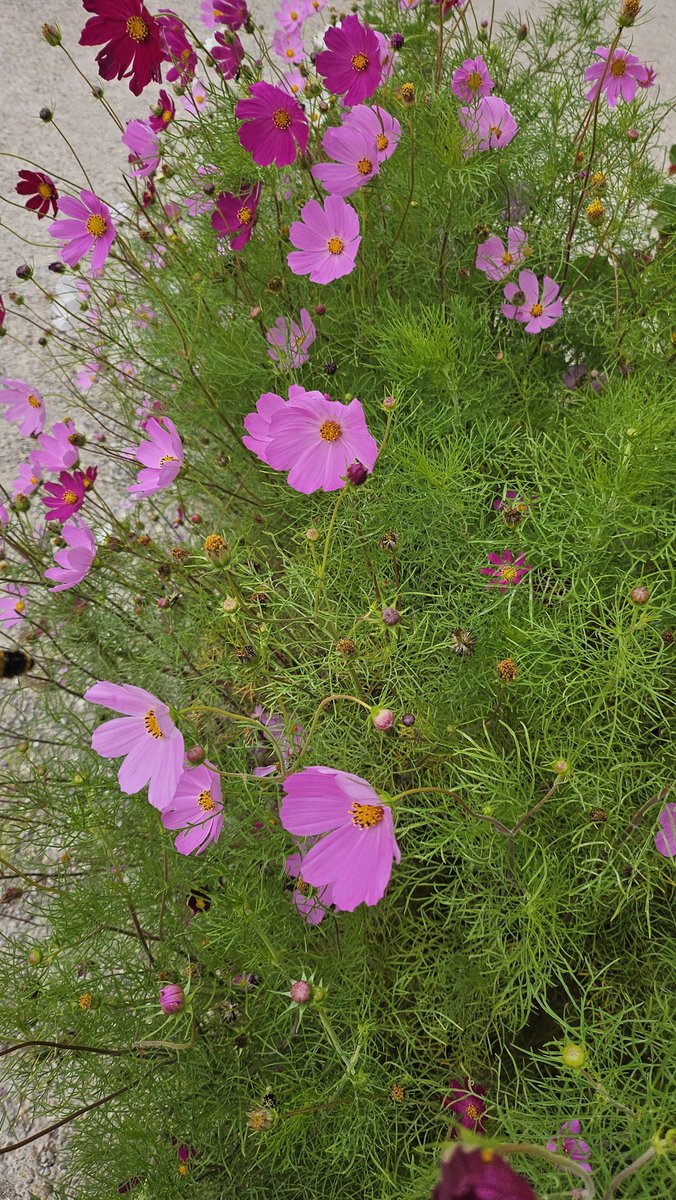 Mayday_Red's tweet photo. I wonder if cosmos are flowers from space? https://t.co/K9DgJyNUou