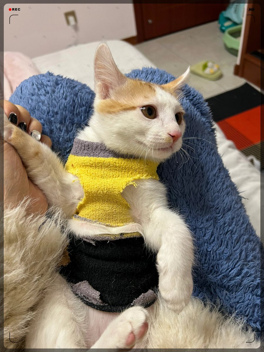 vaaicoue's tweet photo. Finally got my lazy cat to help fold laundry – she’s "supervising" like a pro (aka stealing socks under the table) ， https://t.co/pHENg5SOmo