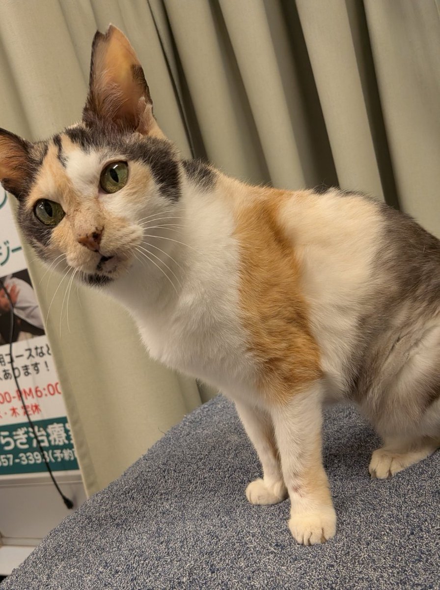 ojm52811's tweet photo. ミケちゃん「今日からお盆だわ。ミミちゃんやチャコちゃん帰ってくるからお迎えしなくっちゃ。私は今日抗がん剤がんばるね〜(⁠.⁠ ⁠❛⁠ ⁠ᴗ⁠ ⁠❛⁠.⁠)」 https://t.co/8SWhpuWufx