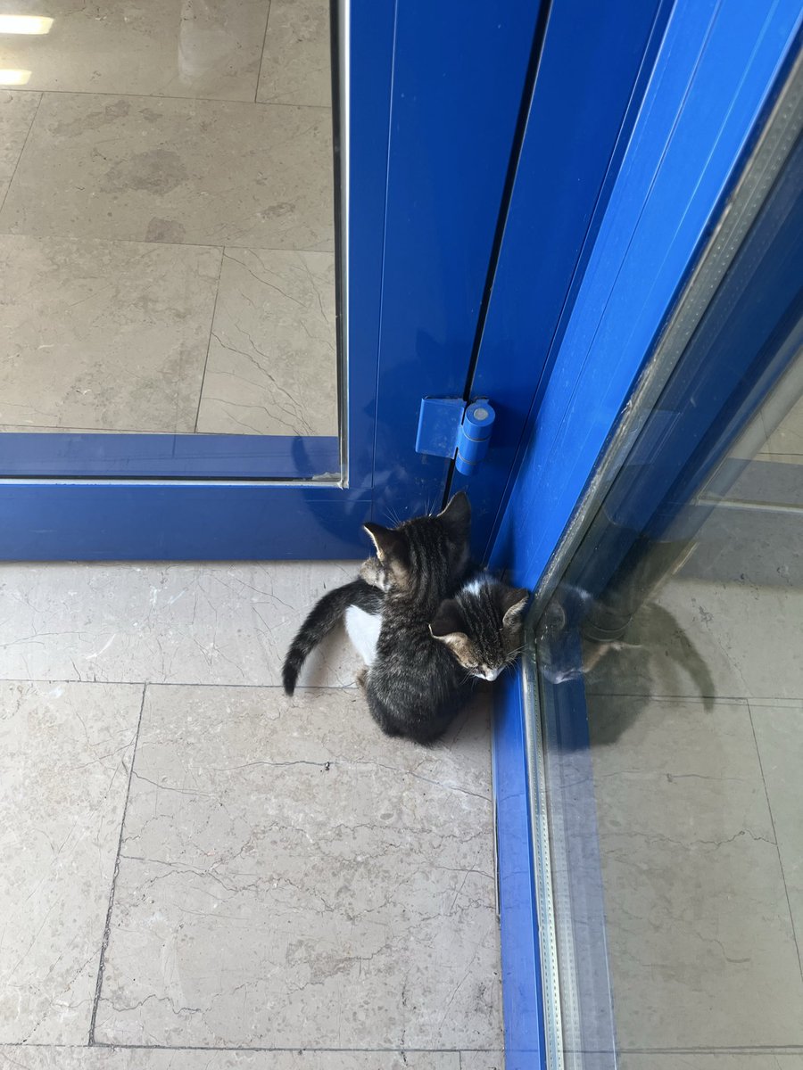 paryapariah's tweet photo. gözyaşım pıt etti https://t.co/raGmTLf8bQ
