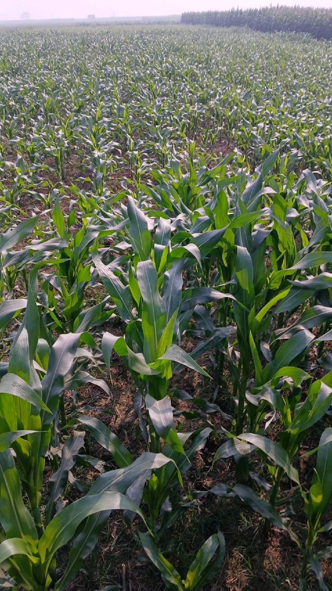 AckIdrees's tweet photo. The people of Mubende truly appreciate ACK Farms—and we appreciate them right back. Shoutout to our CEO Idress Ack for leading with purpose. Agriculture is our path to national impact. 🌽🇺🇬 #ACKFarms #Mubende #Uganda https://t.co/Gh9WjrWb1C