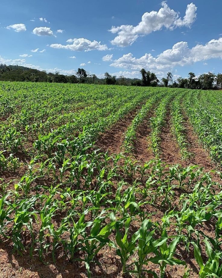 AckIdrees's tweet photo. The people of Mubende truly appreciate ACK Farms—and we appreciate them right back. Shoutout to our CEO Idress Ack for leading with purpose. Agriculture is our path to national impact. 🌽🇺🇬 #ACKFarms #Mubende #Uganda https://t.co/Gh9WjrWb1C