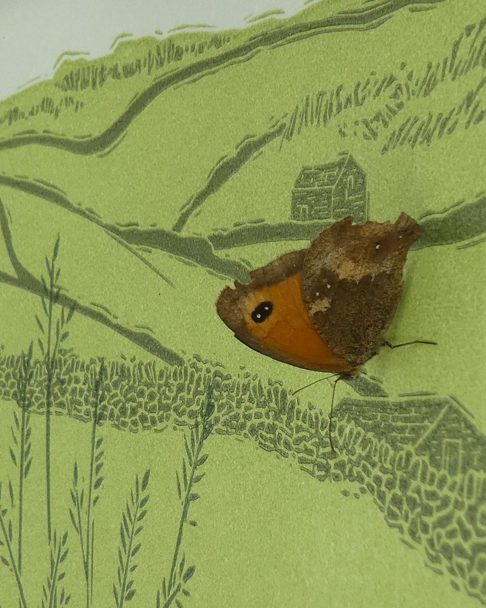Design_York's tweet photo. Today's studio visitor with exceptionally good taste! 🤣 I have lots of flowering oregano outside my studio, which gatekeeper butterflies love, as do many different kinds of bees and insects. 

#Linocut #YorkshireDales #Butterfly #DryStoneWall https://t.co/nvHk84ZLzw