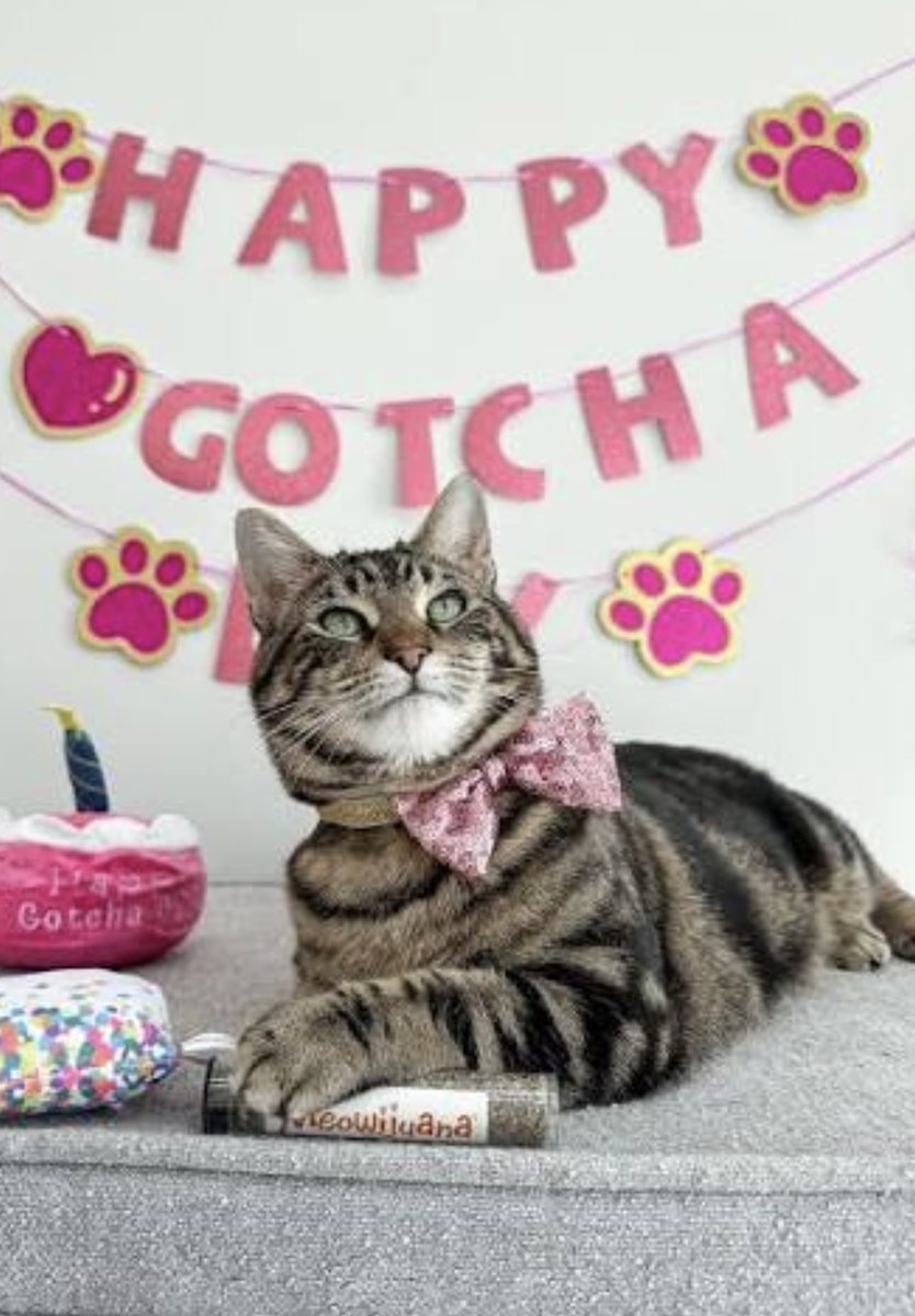 suzdavies13's tweet photo. @Malcolm_theCat Oh Percy you were incredibly cute and very brave 😻 you certainly picked the right place for you and your siblings, you couldn’t have chosen a better family 🩶 Happy Gotcha Day my friend 🎉xx https://t.co/zEF5XNqZuS