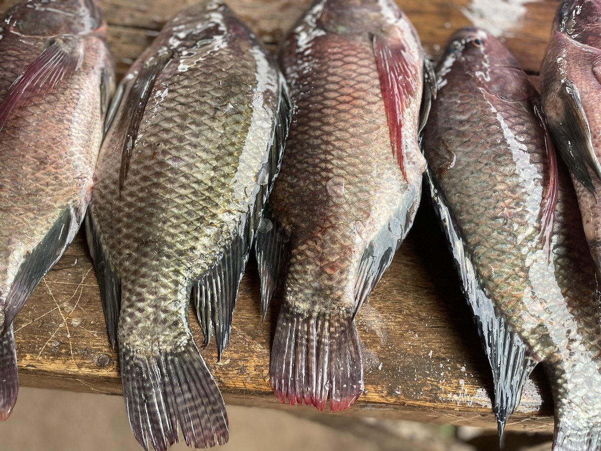 MarekaMalili's tweet photo. Ukitaka Sato kama hawa fresh, matamvua mekundu nicheki 0762344677 https://t.co/2gL9YONZTg
