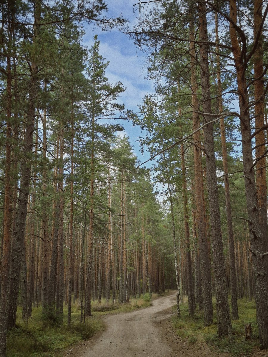 read_maniac's tweet photo. Хочу обратно в лес https://t.co/IGlTt582d1