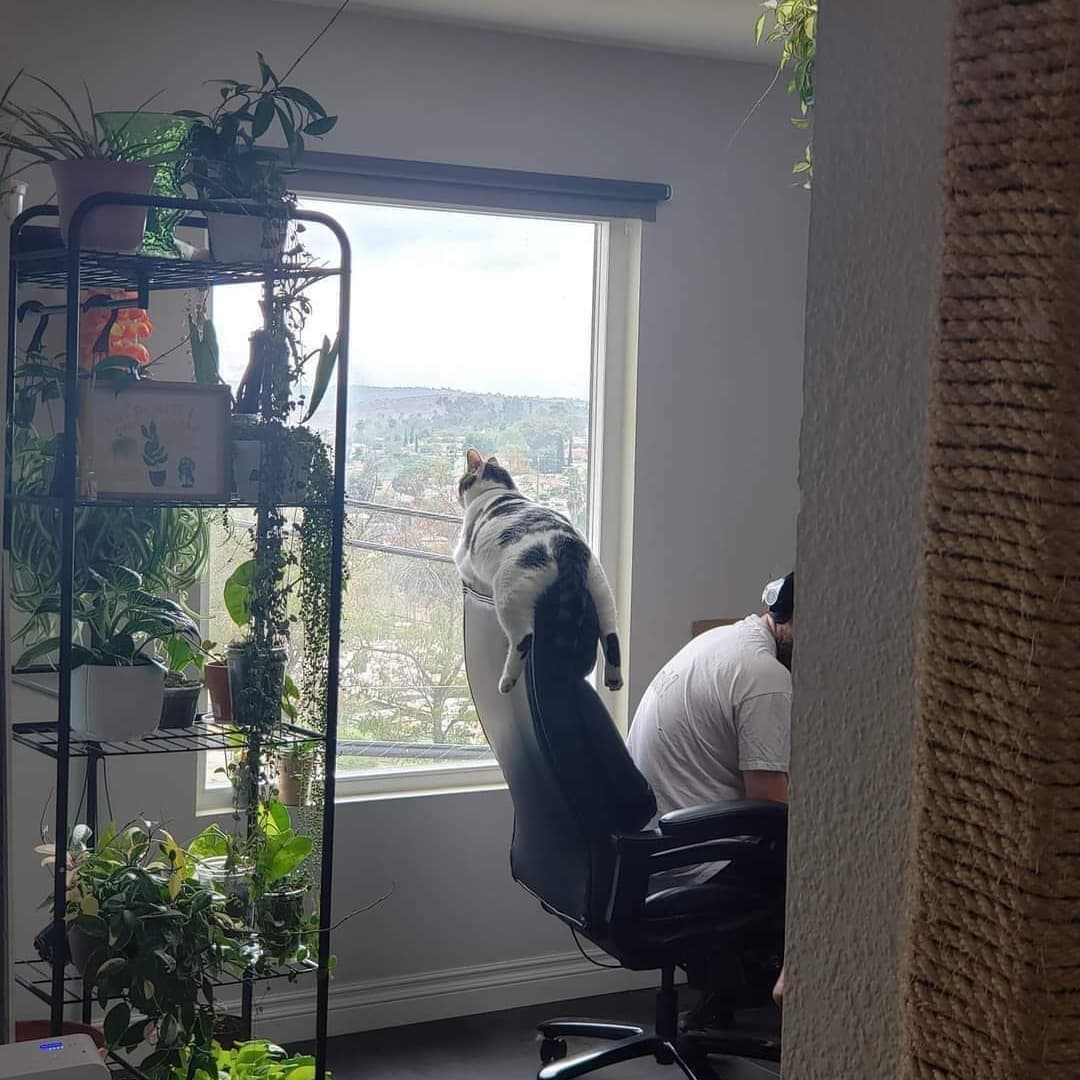 PunchingCat's tweet photo. https://t.co/8qcO6h7Wjx