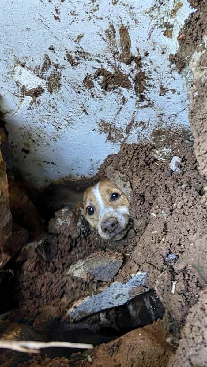 JACOBOSOLANOC's tweet photo. Se llama Max, duró casi 18 horas sepultado y los rescatistas llegaron justo a tiempo para salvarlo en Cali. Bienvenido a la vida Max! https://t.co/sDRVSmNN0n