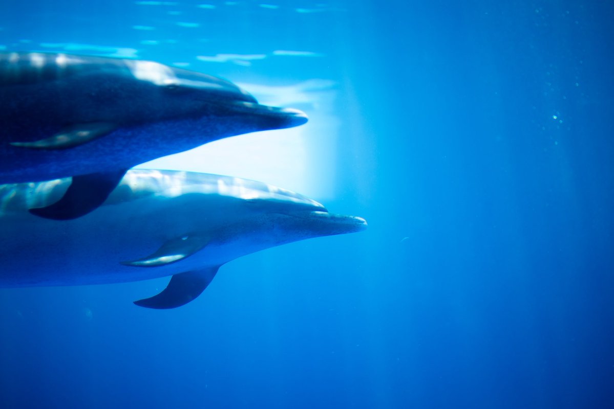 gano____men's tweet photo. 四国水族館行ったの楽しかったな、はしゃいであんまり写真撮ってなかったけど https://t.co/DIUAbJcvbK