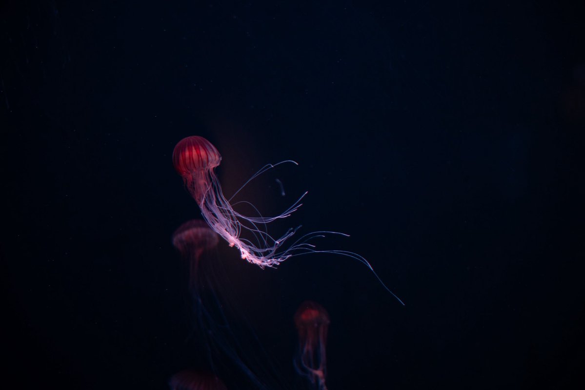 gano____men's tweet photo. 四国水族館行ったの楽しかったな、はしゃいであんまり写真撮ってなかったけど https://t.co/DIUAbJcvbK