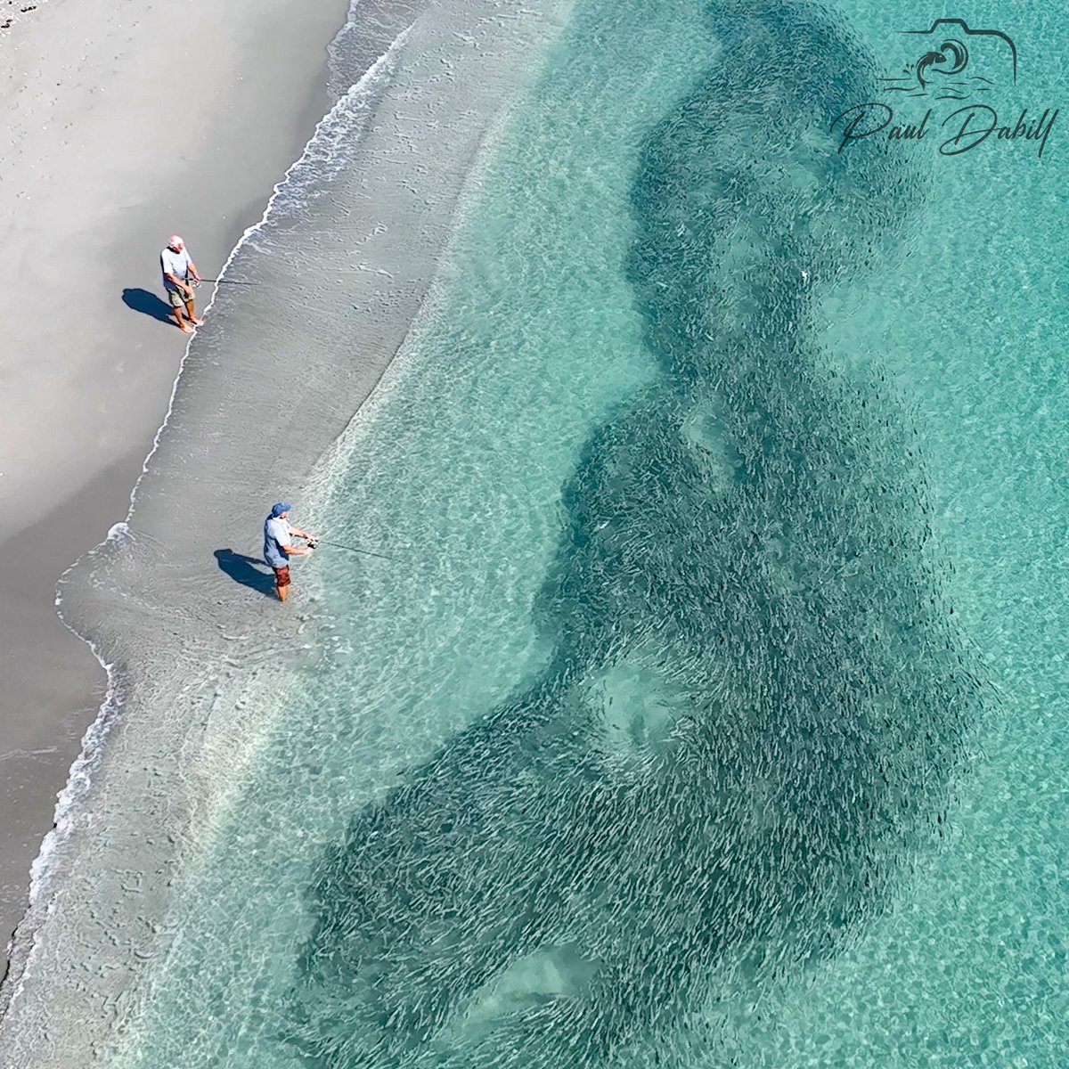 DabillPaul's tweet photo. The fall mullet run is officially underway! 🐟🌊

This morning I spotted one of the first pods of mullet moving through our area here in Southeast Florida. These fishermen happened to be in the right place at the right time as the school passed through.

Get ready for the action! https://t.co/8ZywCNxvXI
