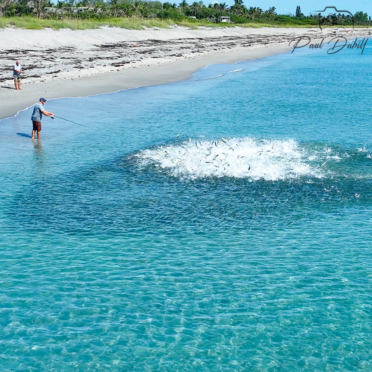 DabillPaul's tweet photo. The fall mullet run is officially underway! 🐟🌊

This morning I spotted one of the first pods of mullet moving through our area here in Southeast Florida. These fishermen happened to be in the right place at the right time as the school passed through.

Get ready for the action! https://t.co/8ZywCNxvXI