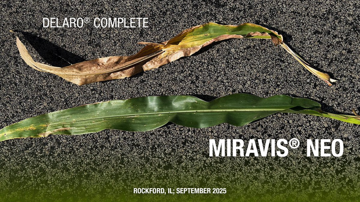 SyngentaUS's tweet photo. Same field. Different results.

See more grower trials ➡️ https://t.co/WpKCnuIsMm https://t.co/4WNEmjAQHQ