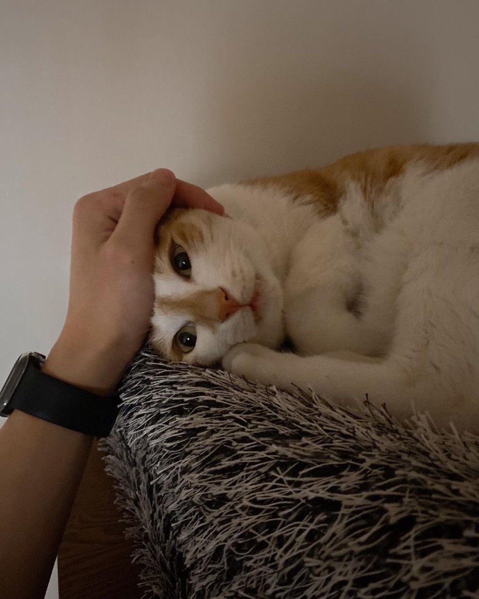userlinoring's tweet photo. happy 13th birthday to sweet yapper baby doongdoongie. i hope you stay healthy and gets lots of toys to play with and yummy treats to eat for many many more years 🥹💗 https://t.co/FQ6VtzRrVh