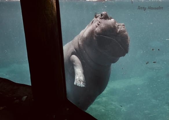 CincinnatiZoo's tweet photo. Hippo Cove Happenings. Right now, take advantage of the 4 tickets for only $54 deal we have going on in August! https://t.co/VYZWbDAI1O https://t.co/Ewpuj3wAZJ
