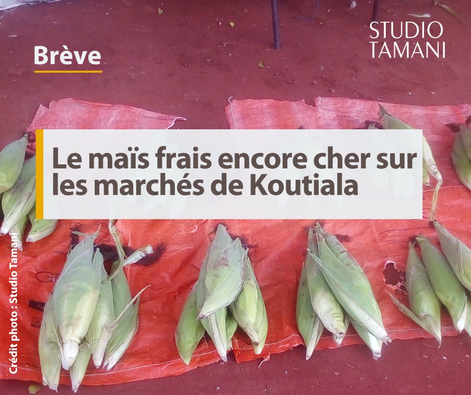 StudioTamani's tweet photo. #Mali Le maïs est vendu entre 75 et 100 francs CFA, l'unité, soit environ 500 francs CFA le tas de six à #Koutiala.
𝐀 𝐥𝐢𝐫𝐞 𝐢𝐜𝐢👉 https://t.co/oP4CkqcscW https://t.co/Z3DDTJoRU3