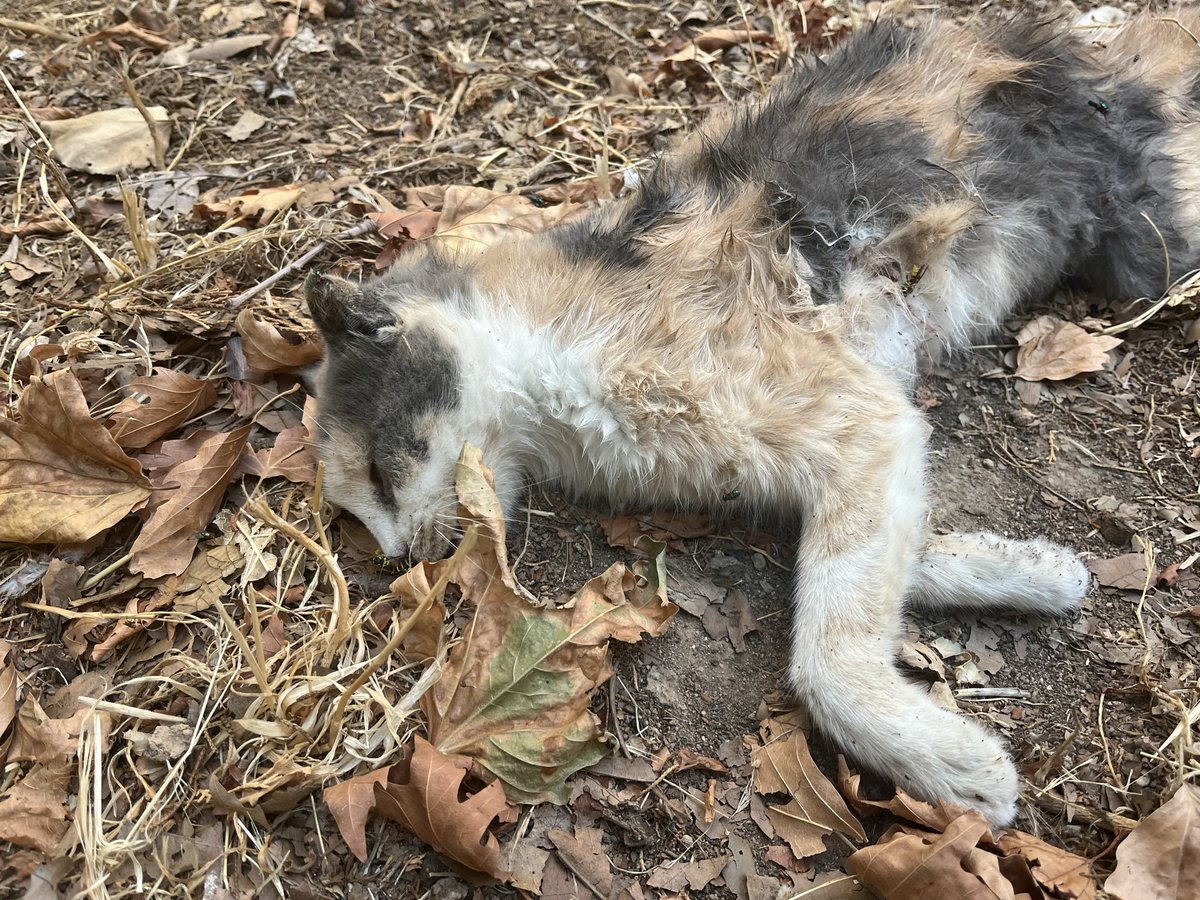 yigit_suvari's tweet photo. @ANTALYABB @MuratpasaBld @Av_umituysal @TCTarim @hayhaksaygi @HayvanseverGaze @hakim_komite Antalya muratpaşa Mah. 2370 sok 50A da Elitkent sitesinde 8 tane sokak kedisi zehirlenmiştir. Ama kimse ilgilenmiyor. Allahın verdiği canı Allah alır. Nasıl bir hak nasıl bir vicdan. https://t.co/Zz6OotZnun