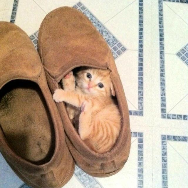 PunchingCat's tweet photo. https://t.co/W1bSqPrtFm