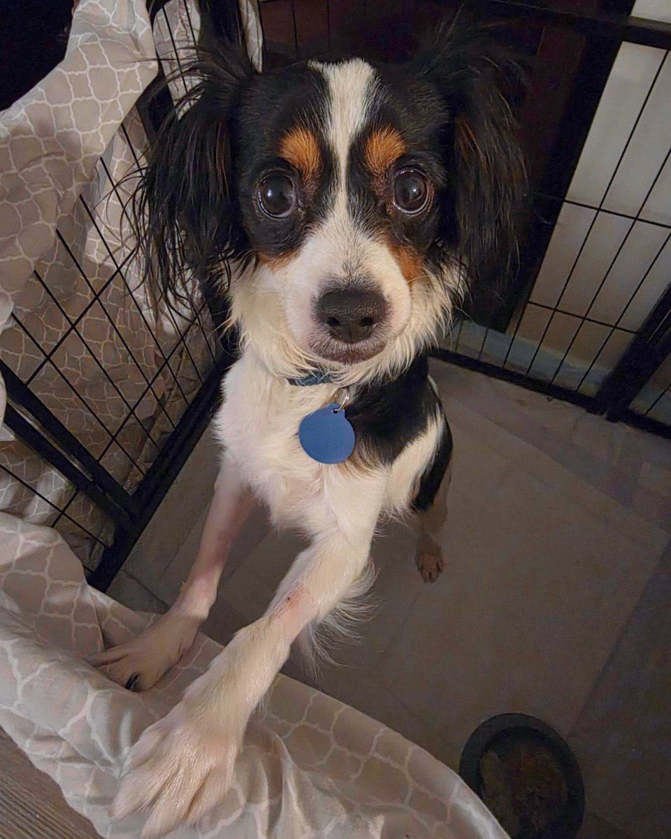 15outof10's tweet photo. Kennedy found her forever home! Thanks to your support, we were able to sponsor the supportive care she needed after developing a life-threatening intestinal infection. A mere month later, she was adopted, and her story has already inspired her new family to consider fostering ❤️‍🩹 https://t.co/Gkt5HQUgdN