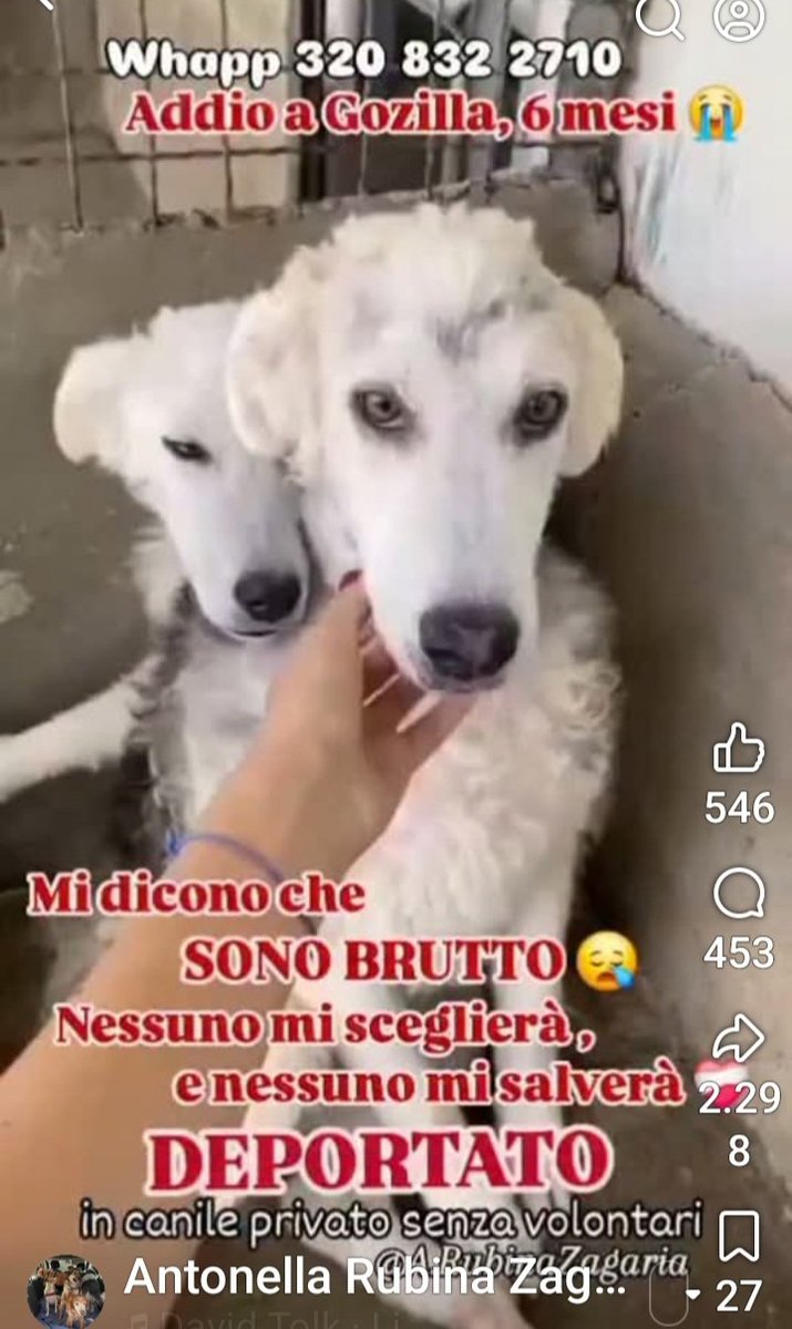 Gioia46507476's tweet photo. Gozzilla 6 mesi, nato in canile, sta per essere trasferito nel solito megacanile senza volontari‼️ È una tg media, si trova in Calabria. Verrà affidato vaccinato, microchippato, sterilizzato. Non lasciamo che passi TUTTA la sua vita un canile‼️ Condividete per favore🙏❤️🙏❤️ https://t.co/02ZXsMriQJ