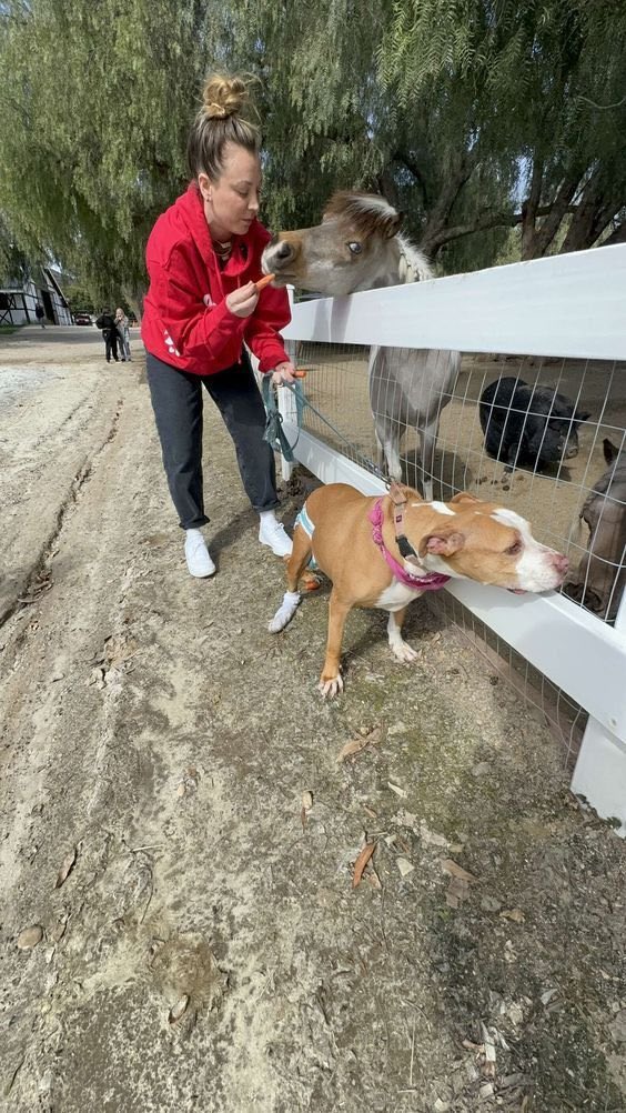 kaleycuoco7740's tweet photo. 🐶❤️ Life is simply better with these little faces by my side. My dogs bring so much joy, laughter, and unconditional love into every day. Honestly, I’m not sure who rescued who! 🐾✨ Feeling extra grateful for my furry family today. #DogMom #FurryLove #MyHappyPlace #kaleycuoco https://t.co/vWwtQNf34Y