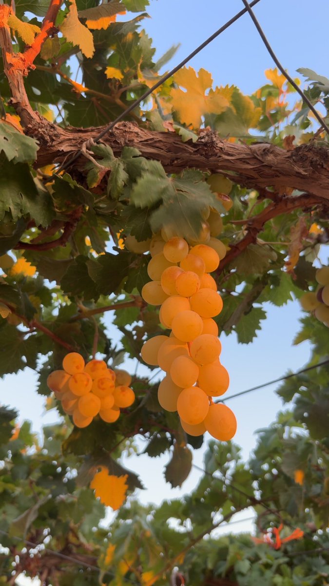 Farahsu12's tweet photo. احلى شي ببيتنا بالصيف 🍇🍐 https://t.co/ckadoBPLc9