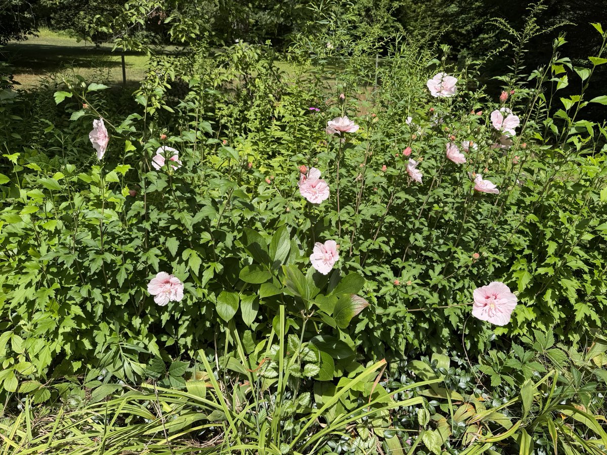 CynthiaRel31ep's tweet photo. We are doing a virtual #hedgewatch today,with Meowme, who is on holiday in Scotland. Furry beautiful. We dedicate this #hedgewatchforzRupertRobin to Himb and Himb fambly, with hugs of comfort and purrs of solace—AngelBella🌈,Lily and Poppy https://t.co/F7NJCA8NDc