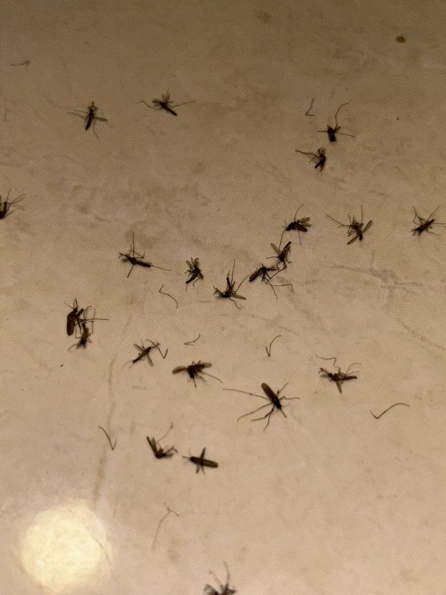 dwsptqum's tweet photo. Nyamuk surabaya banyak banget woe 😩 https://t.co/pIhE8Q1VbK