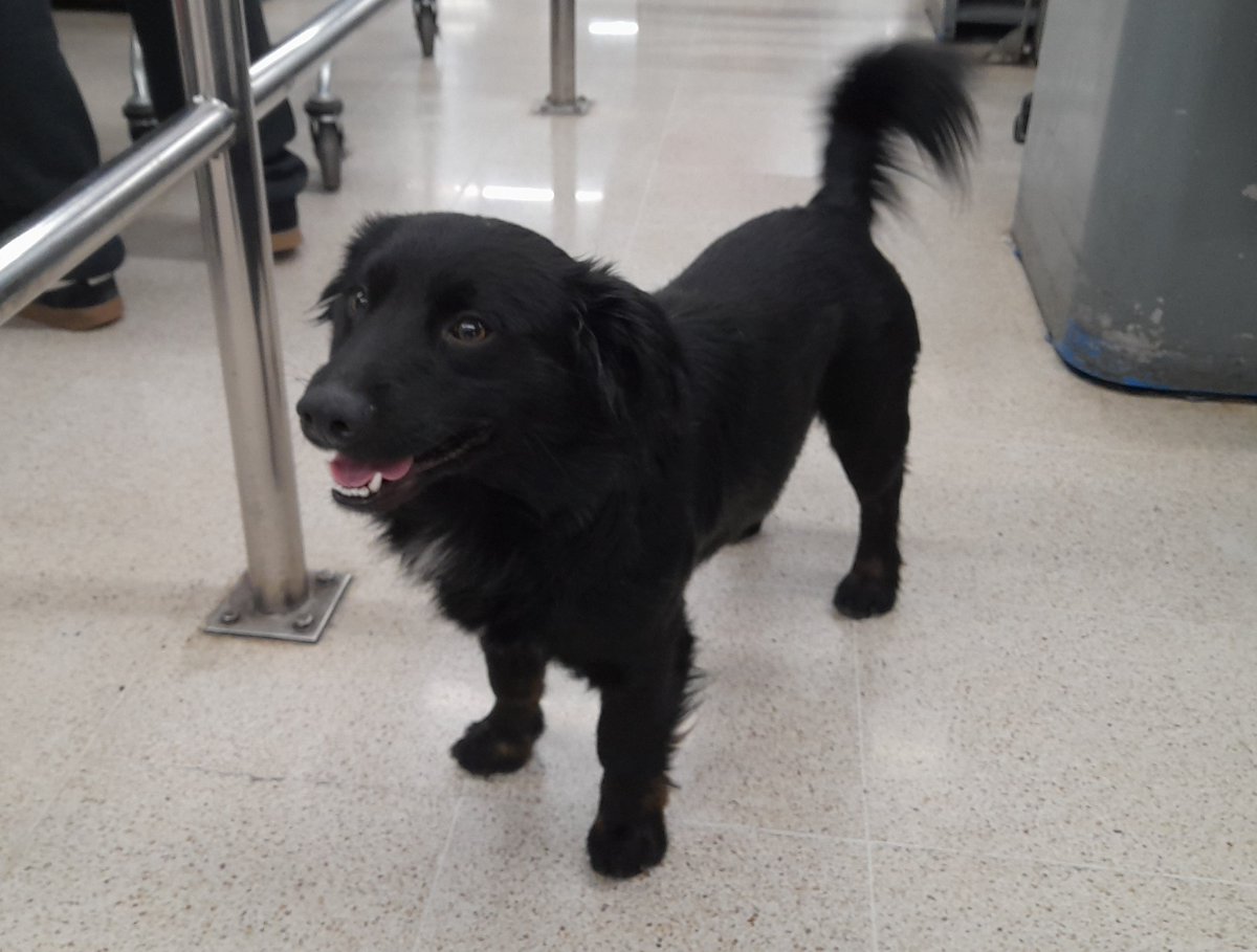 eltuitdemarsh's tweet photo. Este perrito se encuentra en el supermercado Líder de Quillota. Es muy dócil, tierno y cariñoso. Al parecer busca a alguien. Favor RT por si su familia lo está buscando u otra desea adoptarlo.
#Quillota https://t.co/OiJpFAnYPP