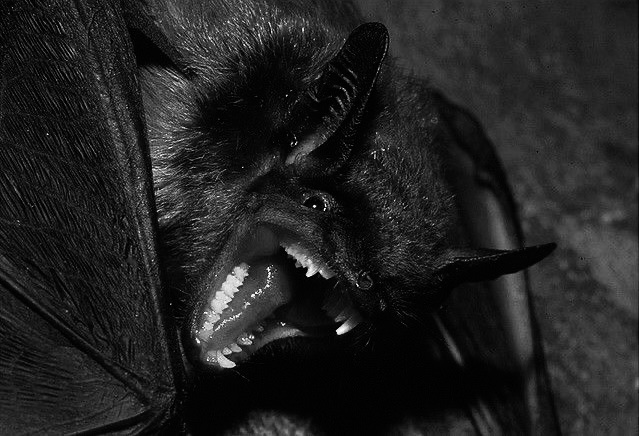 urgoregff's tweet photo. fangs https://t.co/iKTqnsZdRj