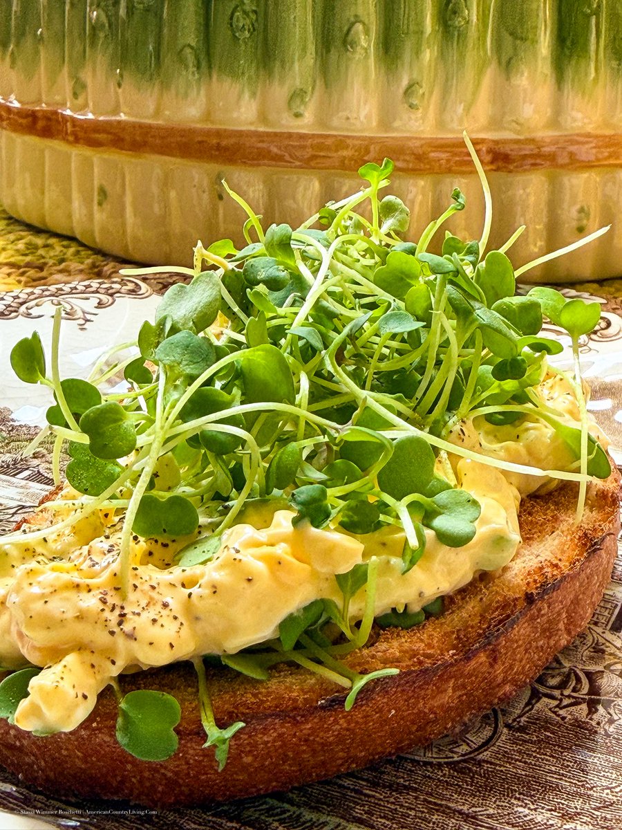 stasiaboschetti's tweet photo. I’ve been putting microgreens on just about everything lately. 🌱 These are arugula microgreens, piled high over egg salad on toasted honey wheat bread. And that bread? Oh my gosh. SO good. 🍞

If you’ve never tried arugula microgreens, they have that familiar peppery bite of full-grown arugula, only in these tiny tender leaves. I love them with eggs because they cut through the richness of egg salad and add a fresh little crunch. They’re also wonderful on sandwiches, avocado toast, salads, burgers, or tucked into a grilled cheese.

The honey wheat came from a local bakery we found. Finding a good loaf of locally baked bread is exactly the sort of thing that makes an ordinary lunch worth looking forward to. Toast it, pile on homemade egg salad, add a ridiculous amount of microgreens, and lunch is done. 🥚🌱

And yes, I put enough microgreens on there to qualify as a small garden. 😂