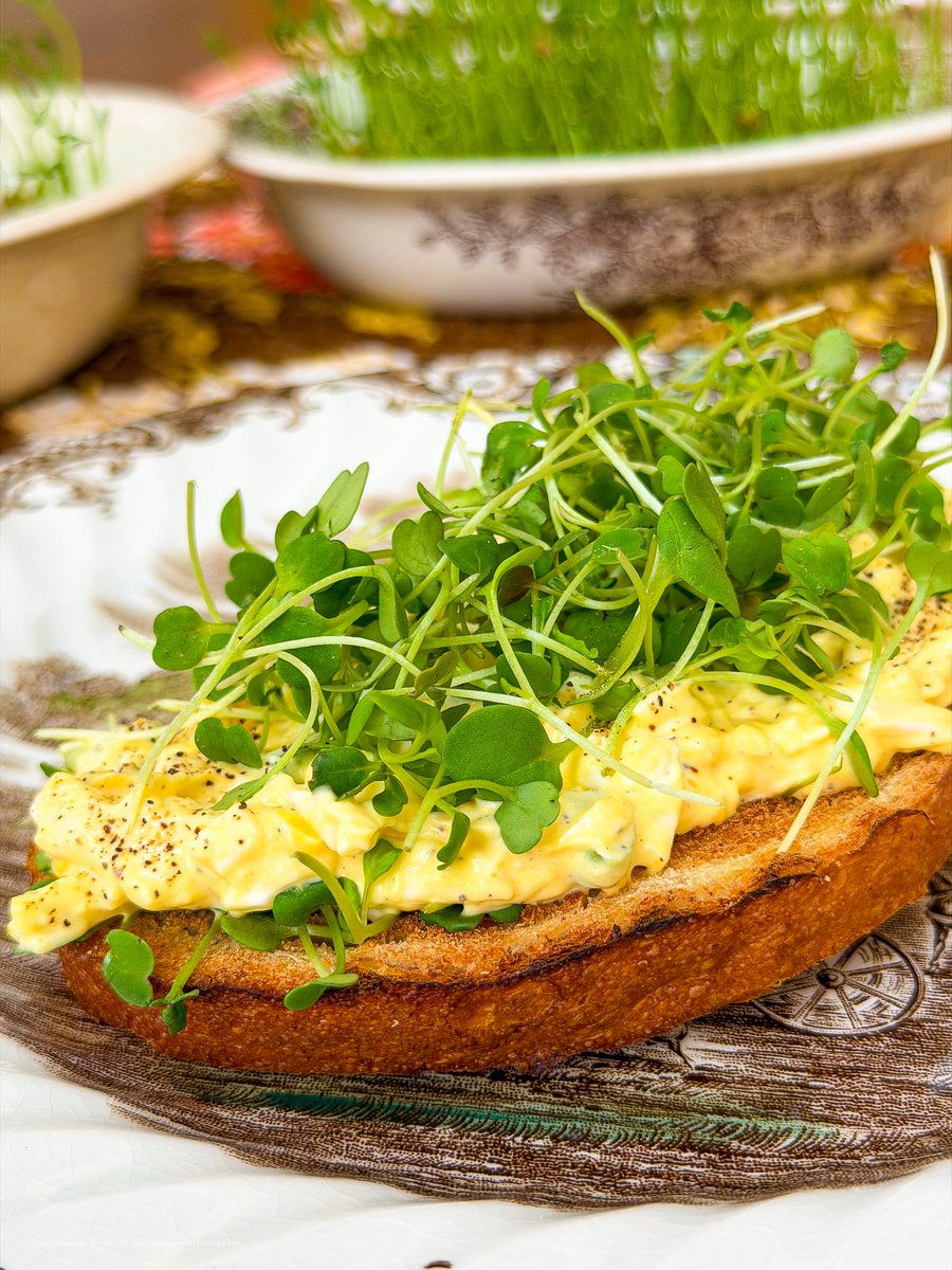 stasiaboschetti's tweet photo. I’ve been putting microgreens on just about everything lately. 🌱 These are arugula microgreens, piled high over egg salad on toasted honey wheat bread. And that bread? Oh my gosh. SO good. 🍞

If you’ve never tried arugula microgreens, they have that familiar peppery bite of full-grown arugula, only in these tiny tender leaves. I love them with eggs because they cut through the richness of egg salad and add a fresh little crunch. They’re also wonderful on sandwiches, avocado toast, salads, burgers, or tucked into a grilled cheese.

The honey wheat came from a local bakery we found. Finding a good loaf of locally baked bread is exactly the sort of thing that makes an ordinary lunch worth looking forward to. Toast it, pile on homemade egg salad, add a ridiculous amount of microgreens, and lunch is done. 🥚🌱

And yes, I put enough microgreens on there to qualify as a small garden. 😂