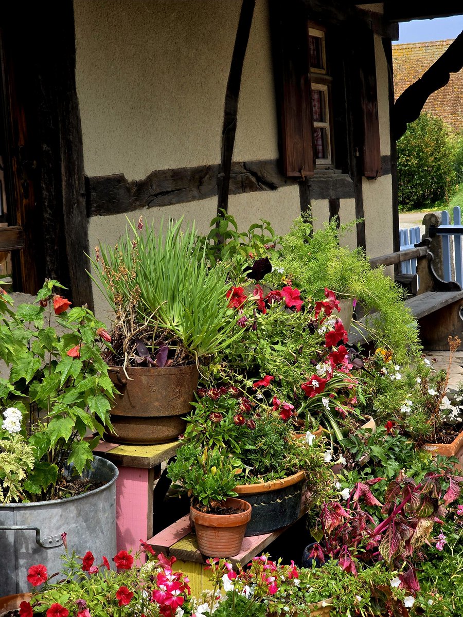 jean_legaulois's tweet photo. Un souffle de tradition à l'Écomusée d'Alsace 🥨🌿 Les colombages et la simplicité d'un jardin en pots... Chaque pot a une histoire. Une petite pause dans le temps à savourer sans modération. ✨ #Alsace #Ecomusee #Patrimoine #Nature #Tradition https://t.co/1JGKxAZQrA