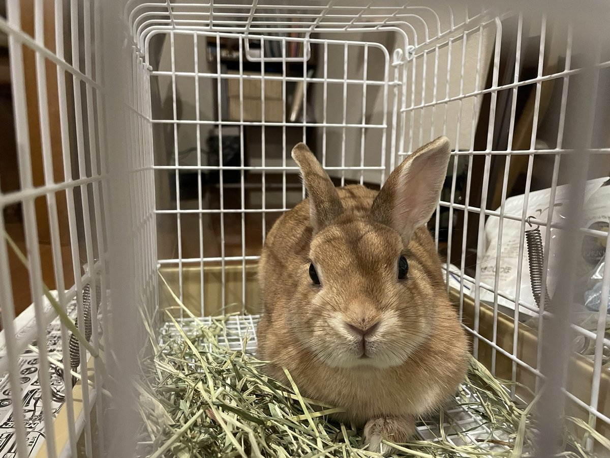 aa__ri03's tweet photo. おててちょって出てるの可愛いね🐰 https://t.co/IY6xaYnnGM