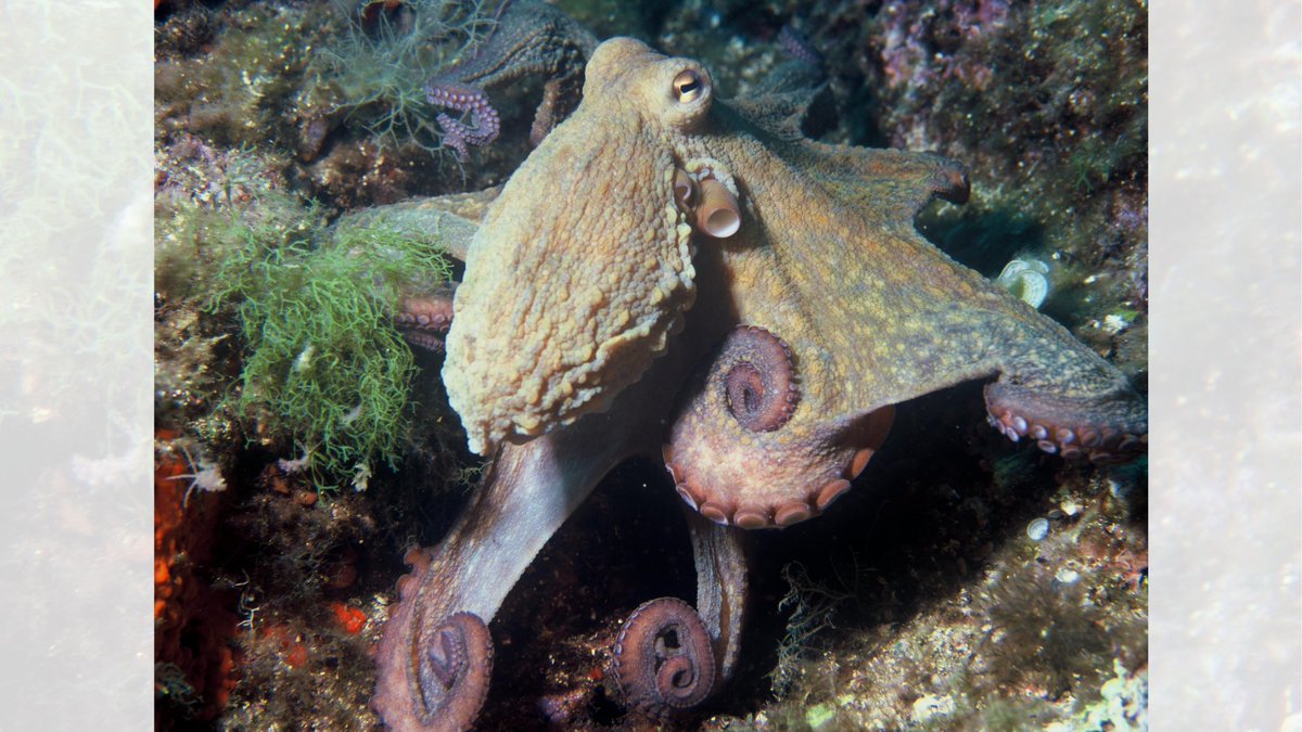 The_MMO's tweet photo. 🐙 Stay up to date on the octopus bloom in English waters. 

Get the latest research, monitoring updates and landings data, and report sightings via our new webpage. 👉 https://t.co/byrgSv4cDK https://t.co/5YRJCzXG5x