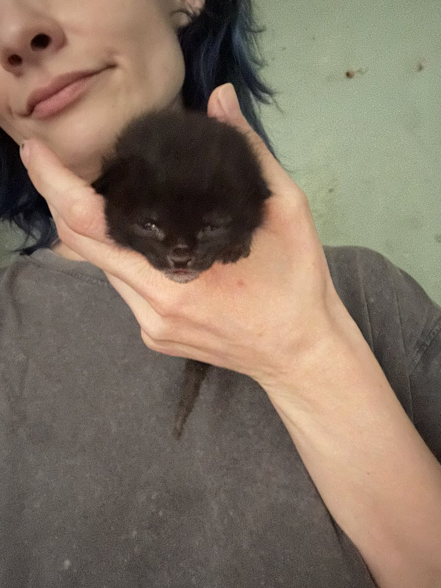 aira_shepard's tweet photo. Кому кошеня з фронту? Сумська обл, можу завезти в Київ, область, Житомир, Рівне.
Немає можливості наглядати https://t.co/3jnsMafdQe