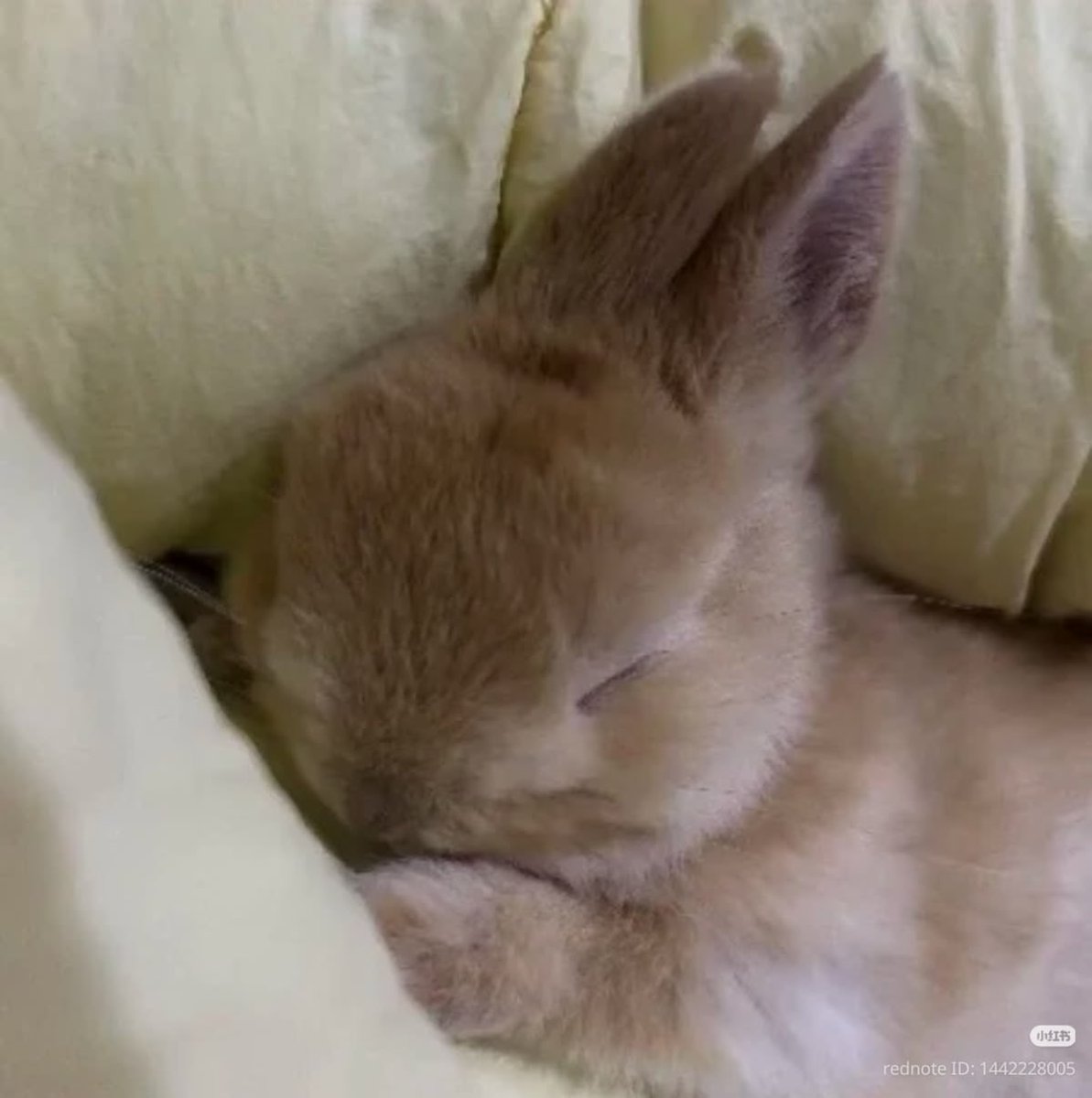 Bunnies's tweet photo. https://t.co/kZO1661IZ2