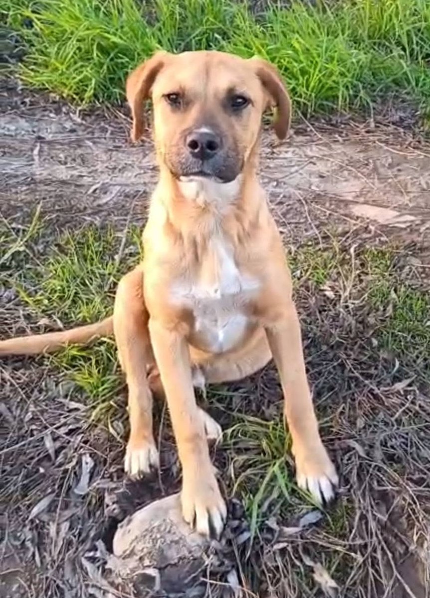 eltuitdemarsh's tweet photo. Lindo cachorrito, de 5 meses, en adopción responsable. Fue abandonado junto a su mamá y ha tenido que soportar el hambre, el frío y los peligros de la calle. No obstante ello, es un perrito muy tierno. Si deseas cambiar su destino, comunícate al +56934498163. Favor RT!
#Pudahuel https://t.co/W7O6r9VXCX