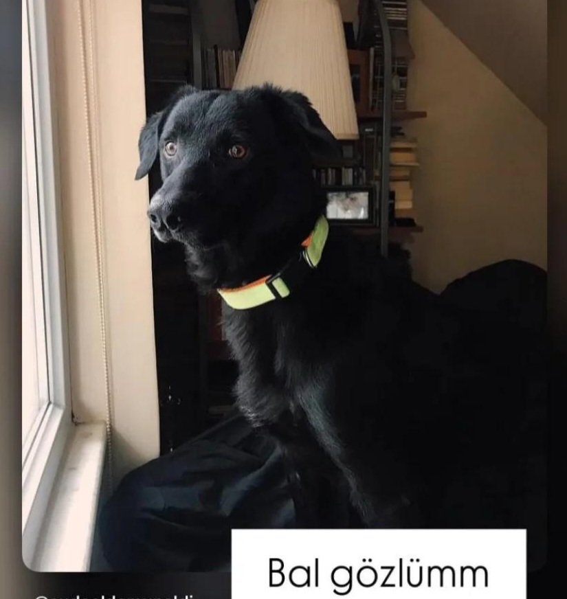 redant_'s tweet photo. @purenyo Kolajen takviyesi eklemleri içindi
12 yaşındaydı ve aniden gitmeye karar verdi bıraktı beni kara şövalyem 😢😢bütün tahlilleri de iyi çıkmıştı oysa. 12 yıl birlikte neler atlattık oğlumla. Kalbime bıçak saplandı sanki 😢😢😢 https://t.co/DpNGNMNb9x