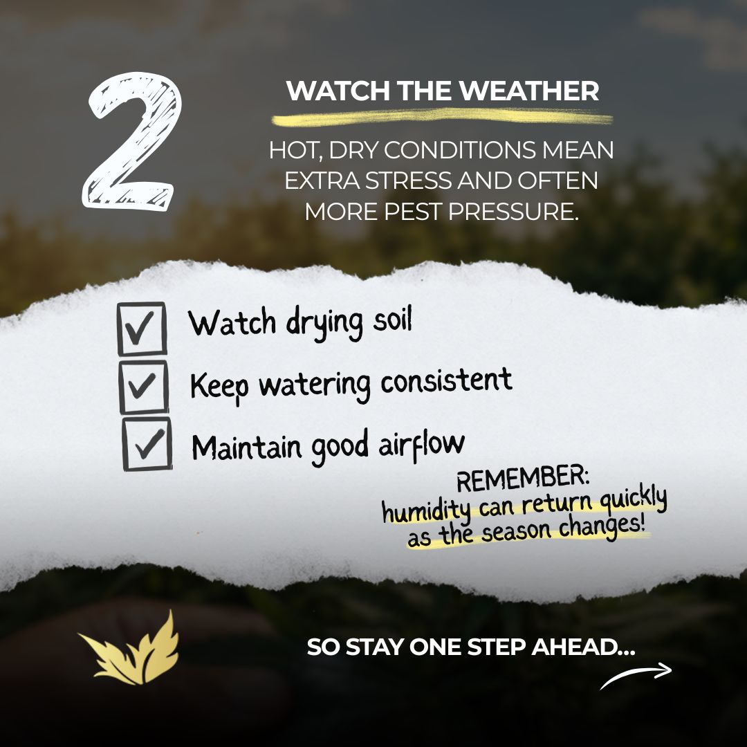 paradiseseeds's tweet photo. Summer heat giving your garden a challenge?

🥵 Don't sweat it! Our expert Grow Guide is packed with tips to keep your plants thriving: https://t.co/ewCQ3vHK6f

👀 How is your garden doing in the heat?

#paradiseseeds #paradiseseedscommunity #growerlife #outdoorgrowing #growguide https://t.co/rXvSVkf74E