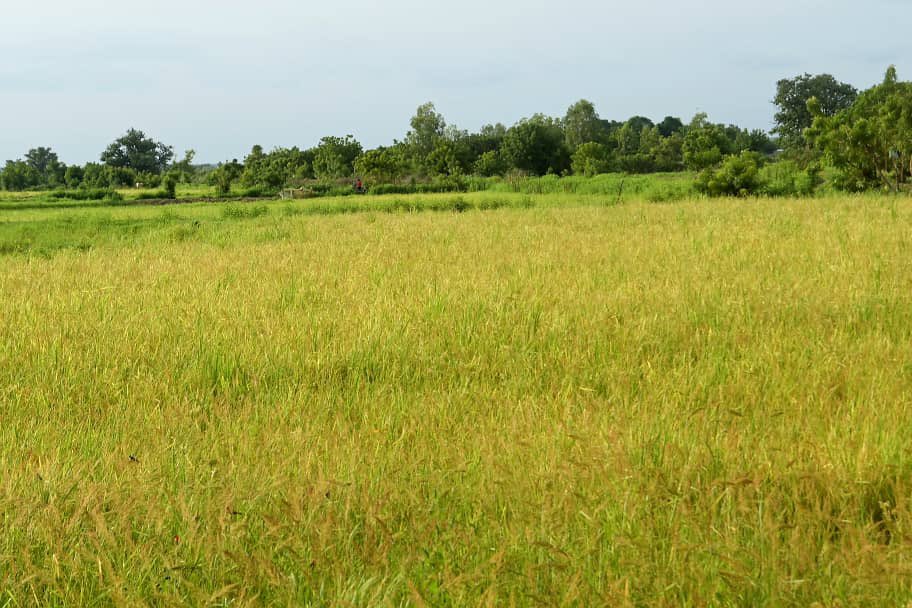 Presidency_GMB's tweet photo. H.E. President Barrow inspected the pump irrigation ricefield in Madina Wassu

The project aligns with the Government’s agenda to transform agriculture through land development and expansion, climate-resilient practices, and better value chains for farmers to increase production. https://t.co/LXzXbnDrQi